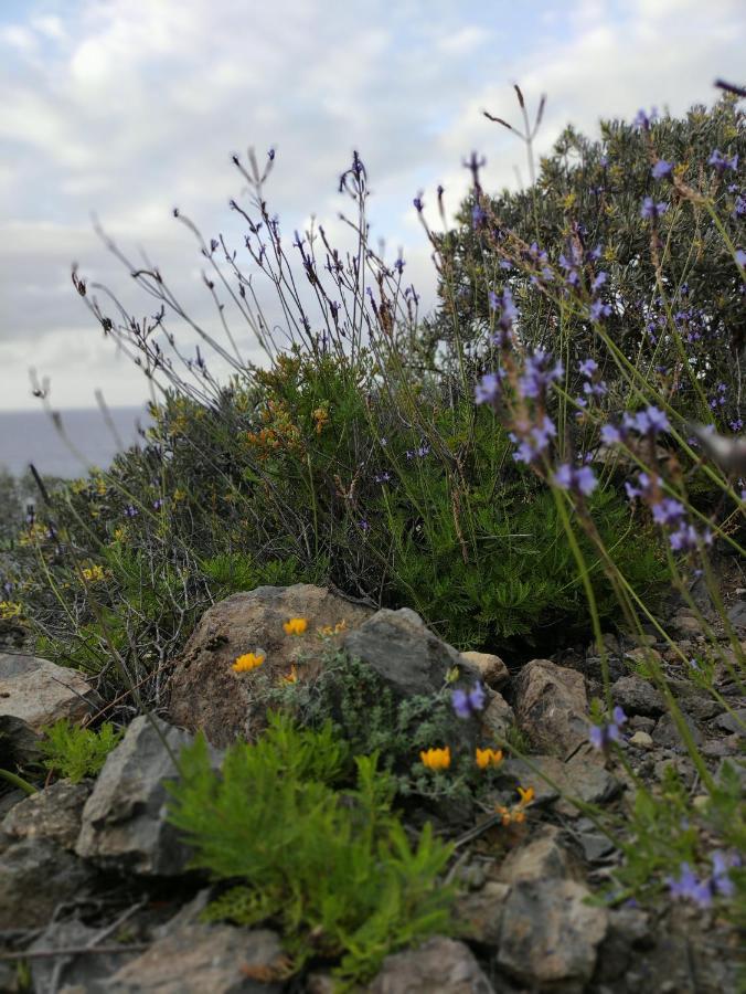 La Casita Del Sendero Leilighet La Guancha Eksteriør bilde
